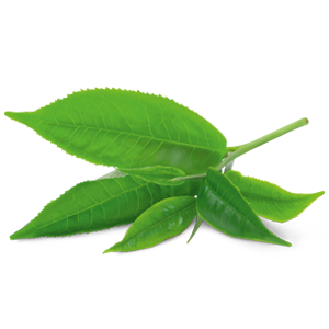 Grønn te - Sencha