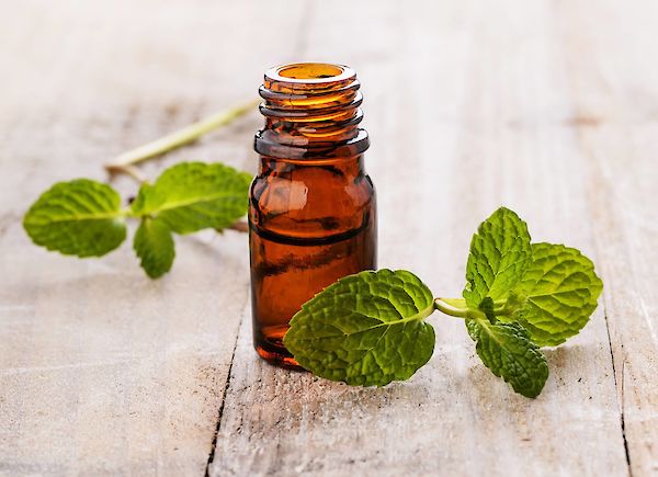 Olio essenziale di menta: il fresco tuttofare dell’aromaterapia