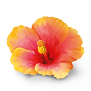 Hibiskus