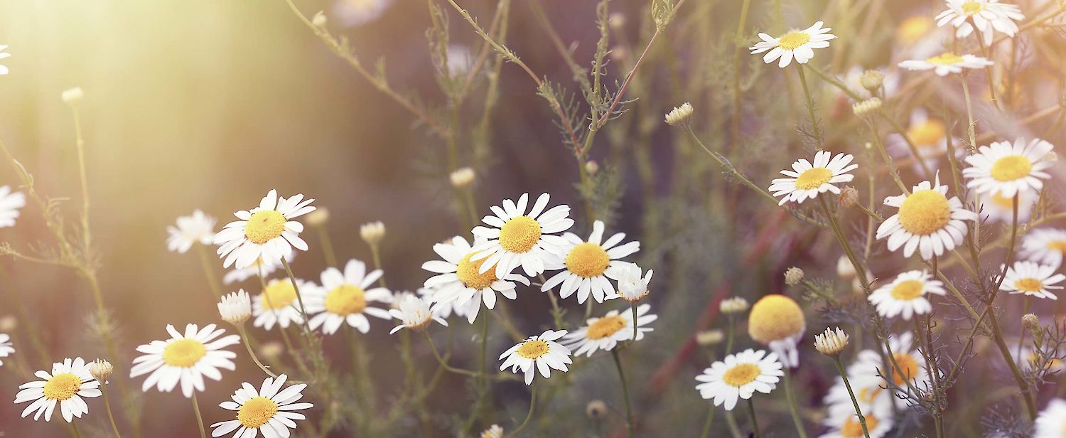 Kamillenblüten