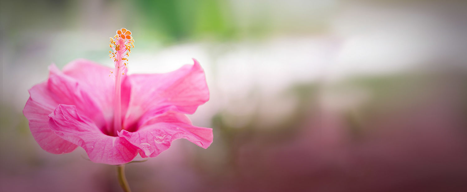 Hibiskusblüte