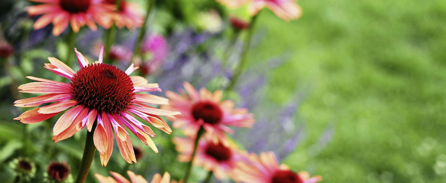 Echinacea Pflanzen