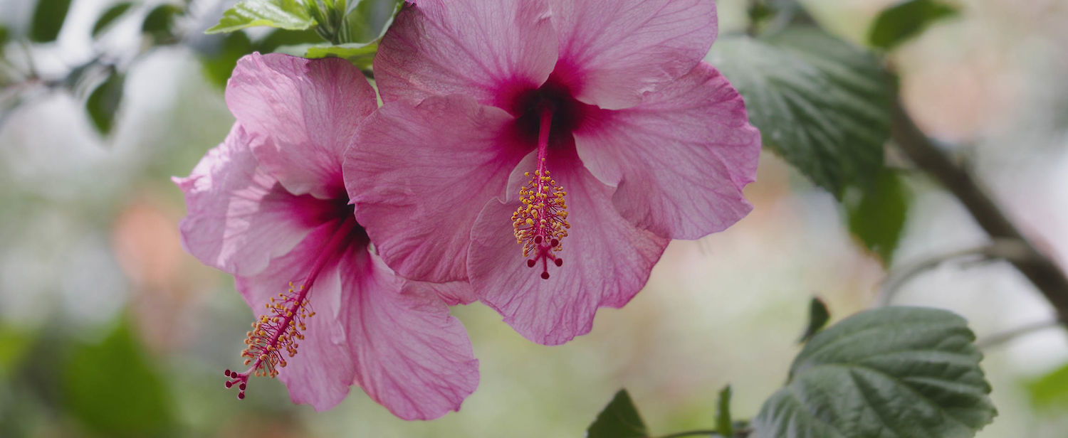 Hibiskusblüte