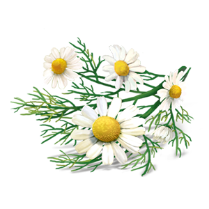 Chamomile flowers