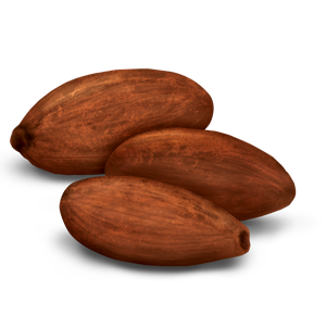 Scorza di cacao