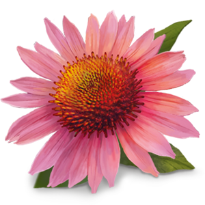 Echinacea