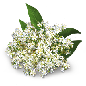 Elderflower