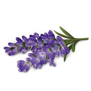 Lavendelblomst