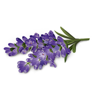 Flores de lavanda