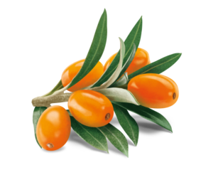 Sea buckthorn