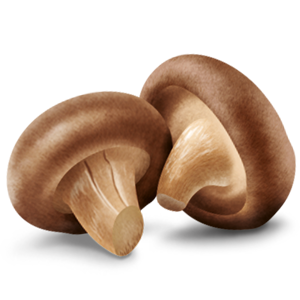 Grzyb shiitake