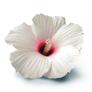 Witte hibiscus