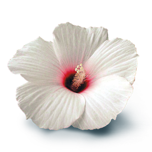 White Hibiscus