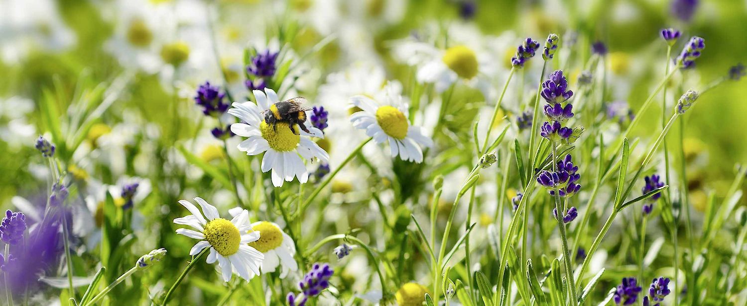 Bienen auf Echte Kamillen