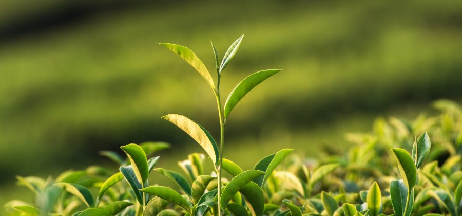 Thés blancs, verts et noirs : la différence