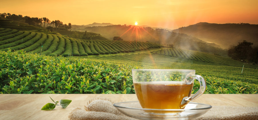Yogi tea organic field