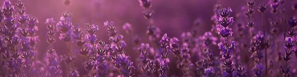 Aromatherapie: Die Geheimnisse des Lavendelöls