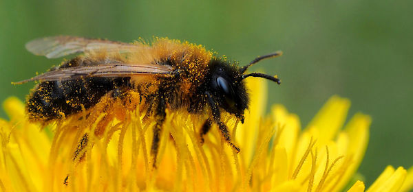 YOGI TEA® bietet Wildbienen ein Zuhause – Unser Wildbienenhotel