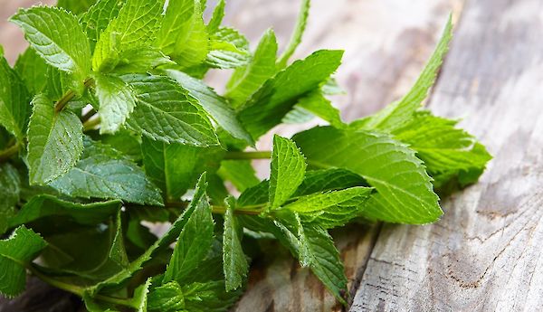 Olio essenziale di menta: il fresco tuttofare dell’aromaterapia