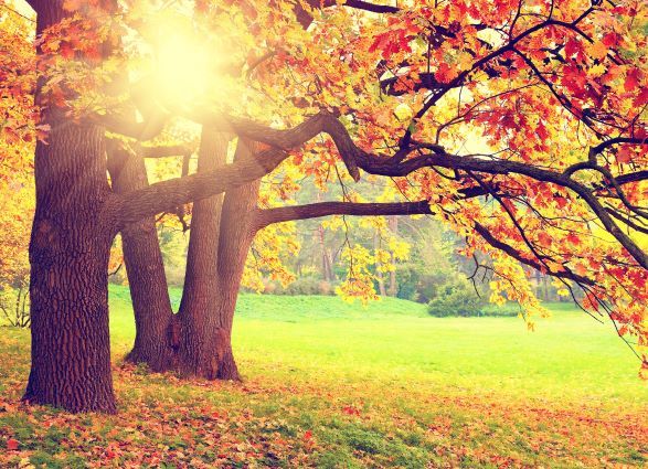 Enjoying autumn... with all our senses!