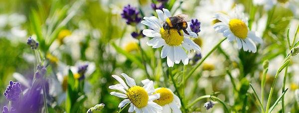 Nuestra infusión YOGI TEA® Bee Happy es un deleite beneficioso para las abejas