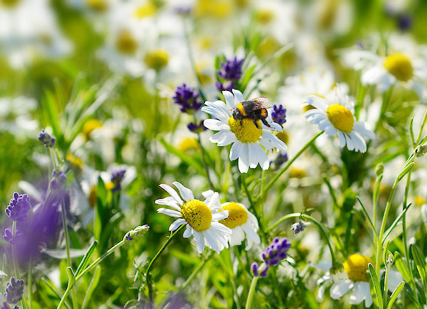 In what way can we help wild bees? An interview with the German Wildlife Foundation