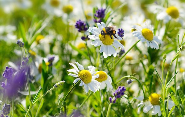 Wie genau sieht nachhaltiger Wildbienenschutz aus? Ein Interview mit der Deutschen Wildtier Stiftung