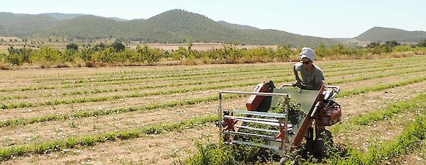 Bescherming van wilde bijen en het milieu in Spanje: een interview met de mensen van het sociale project Cal Retor