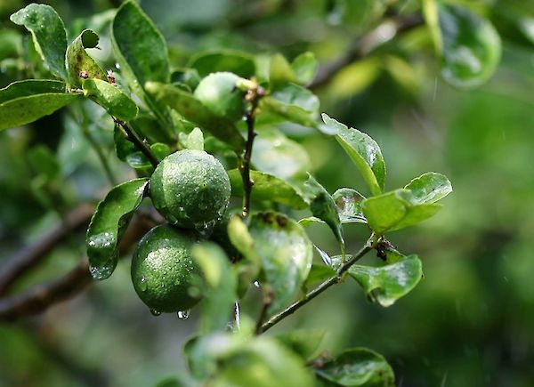 Bergamott-Öl: Das „grüne Gold“ in der Aromatherapie