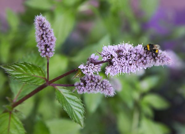 Tuin met heesters en kruiden voor wilde bijen – project met de Deutsche Wildtier Stiftung