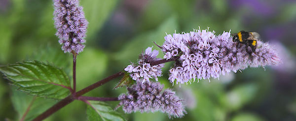 Un giardino di piante perenni per le api selvatiche – Un progetto in collaborazione con la Deutsche Wildtier Stiftung