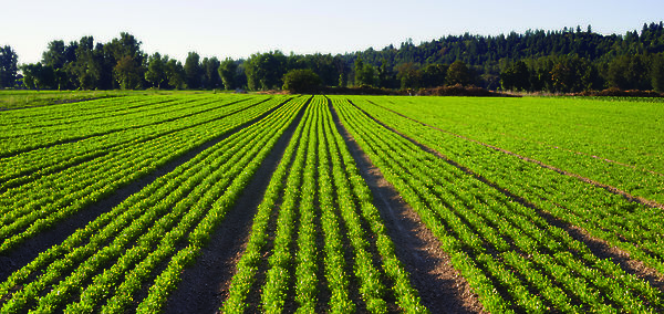 Premier rapport annuel de développement durable