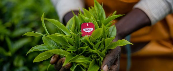 Célébrez la Journée de la Terre 2023 avec YOGI TEA®