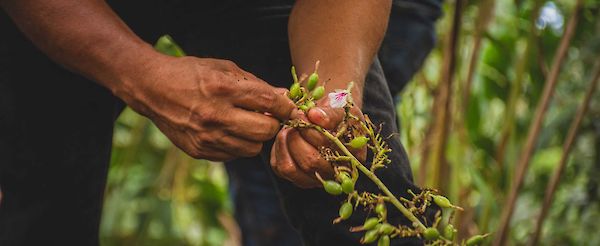 Bessere Beziehungen, besserer Tee: unser Engagement in Guatemala